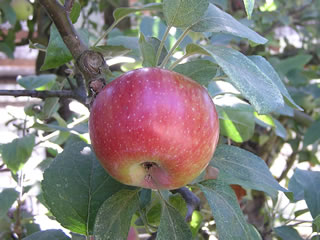 Empire Apple Tree Care
