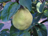 Havran Quince