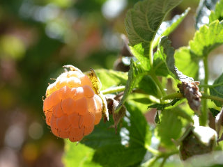 Fall Gold Raspberries bush