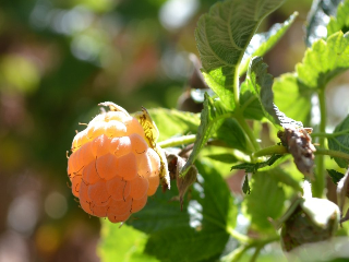 Fall Gold Raspberries – Trees of Antiquity