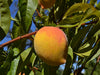 Fay Elberta heirloom peach tree