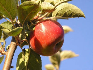 Fearns Pippin organic heirloom apple tree