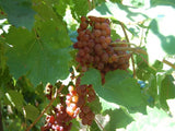 Flame Grape vine