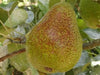 Forelle Pear heirloom pear tree