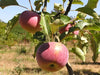Frauen Rotacher organic heirloom apple tree