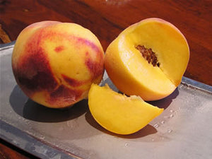 Frost Peach tree for sale