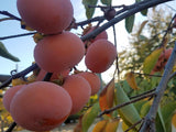 Fuyu Persimmon tree for sale