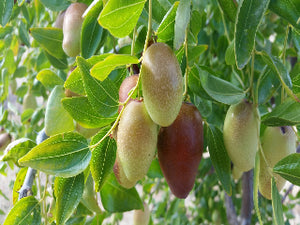 Jujube Trees – Trees of Antiquity