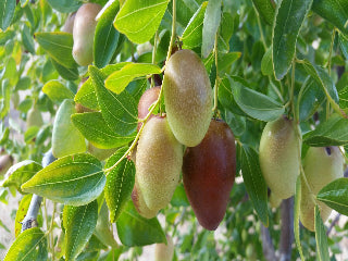 Ga-866 Jujube – Trees of Antiquity