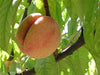 George IV heirloom peach tree for sale