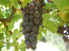 Glenora Grape vine for sale