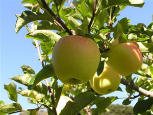 Golden Delicious organic heirloom apple tree