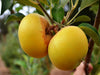 Golden Noble organic heirloom apple tree