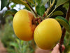 Golden Noble organic heirloom apple tree