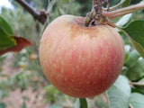 Golden Pearmain heirloom apple tree