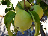 Golden Reinette organic heirloom apple tree for sale
