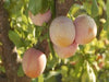 Golden Transparent heirloom plum tree