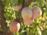 Golden Transparent heirloom plum tree