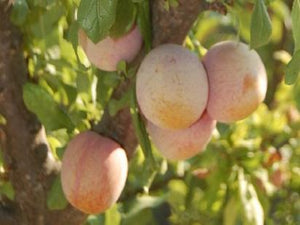 Golden Transparent heirloom plum tree