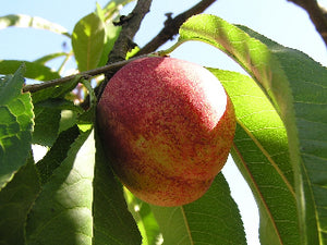 Goldmine heirloom nectarine tree for sale