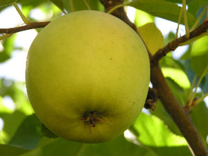 Goldrush organic heirloom apple tree