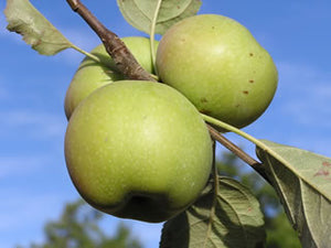 Granny Smith organic heirloom  apple tree for sale