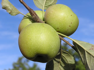 Granny Smith Green Apple Tree Organic Seeds, 5 Count Apple Tree