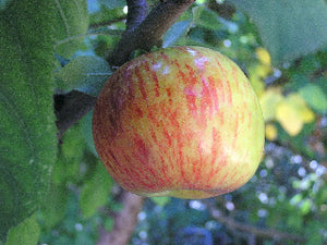 Gravenstein organic heirloom apple tree for sale