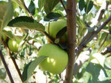 Grimes Golden organic heirloom apple tree
