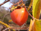 Hachiya Persimmon tree for sale