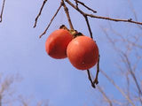 Giant persimmon tree of antiquity