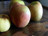 Hanners Best organic heirloom apple tree