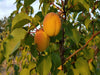 Harcot Apricot tree for sale