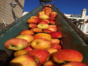 Redstreak cider apple tree for sale