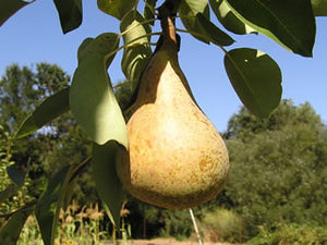 Beurre Hardy organic heirloom pear tree