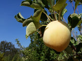 Harrison organic heirloom cider apple tree for sale