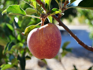 Hawkeye organic heirloom apple tree