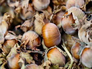 Hazelnut Filbert trees