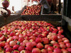 hard cider apple trees