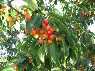 Governor Wood organic heirloom cherry tree for sale