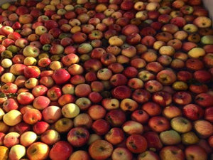 Ellis Bitter cider apple tree