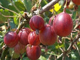 Poorman Gooseberry bush for sale