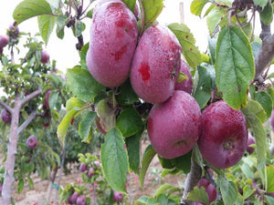 Holiday organic heirloom apple trees