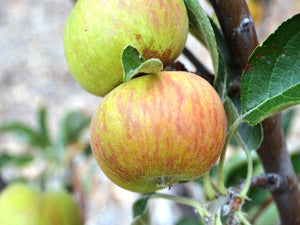 Honeycrisp Apple – Trees of Antiquity