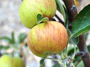 Holstein organic heirloom apple tree for sale