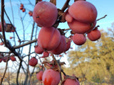 Honan Red heirloom persimmon trees