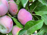 Honeycrisp certified organic apple trees for sale