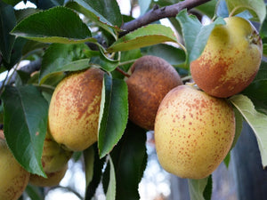 Hudson's Golden Gem heirloom apple tree