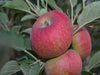 Ingrid Marie heirloom apple tree for sale