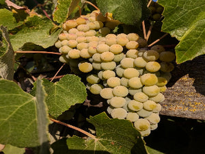 Interlaken Grape